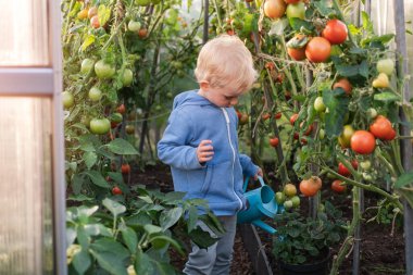 Serada domates sulayan küçük bir çocuk..