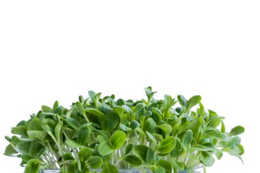 Borage mikroyeşillikleri beyaz arka planda izole edilmiş. Yeşil bayrak.