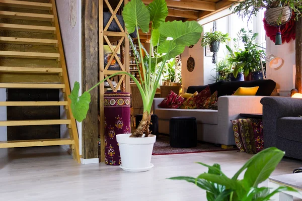 Rumah yang nyaman interior dengan tanaman rumah. — Stok Foto