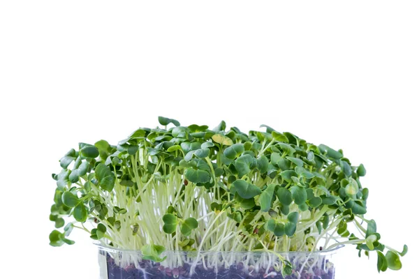 Daikon lobak microgreens terisolasi pada latar belakang putih. — Stok Foto