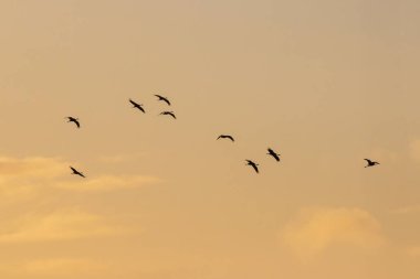 Turna sürüsü şafakta uçuyor. Sabah fotoğrafı..