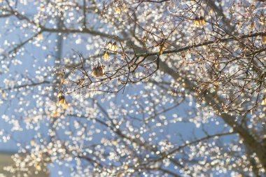 Yağmurdan sonra ağaç. Parlayan bokeh ile arkaplan.