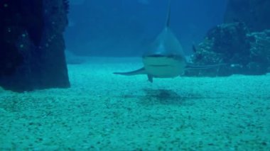 Lizbon okyanusunda köpekbalığı yüzüyor.