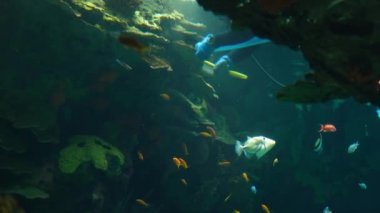 Oceanarium 'da tanınmayan dalgıç resifleri temizliyor.