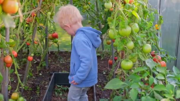 Маленький мальчик поливает помидоры в оранжерее. — стоковое видео