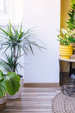 Still life of cozy modern flat with various exotic green plants growing in pots.