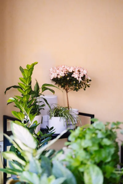 Cozy modern flat with various green plants growing in pots. Desfocus foreground. — Stok Foto
