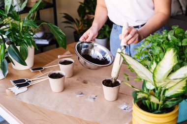 Tanınmayan kadın bahçıvan çömleğe tohum ekiyor..