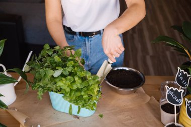 Esrara nane eken tanınmamış bir kadın. Fotoğrafı kapat..