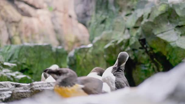 Vidéo Rapprochée Razorbill Auk Alca Torda Dans Océanarium Lisbonne — Video