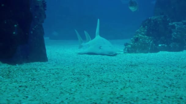Grand Requin Nageant Dans Océanarium Lisbonne — Video