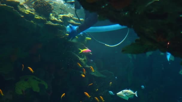 Nierozpoznawalny Nurek Czyszczący Rafy Oceanarium — Wideo stockowe