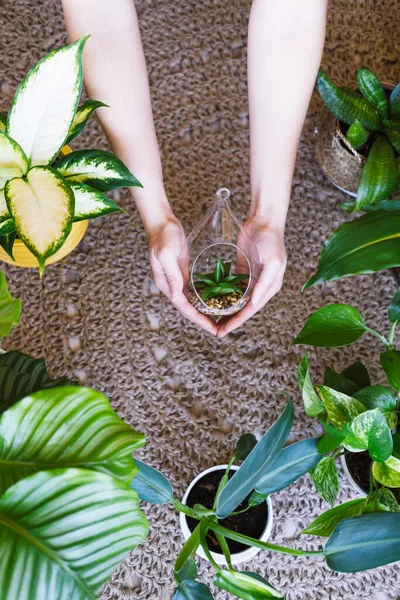 Wanita Tak Dikenal Memegang Mini Terrarium Dengan Tanaman Tangannya Tutup — Stok Foto