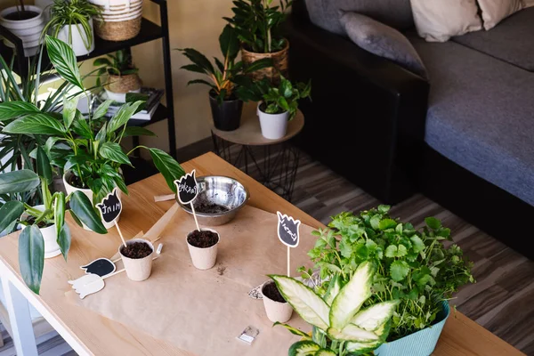 Gezellig Modern Appartement Met Diverse Exotische Groene Planten Groeien Potten — Stockfoto