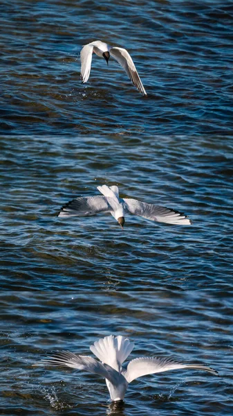 Trois Photos Goéland Tête Noire Vol Moment Oiseau Plonge Dans — Photo