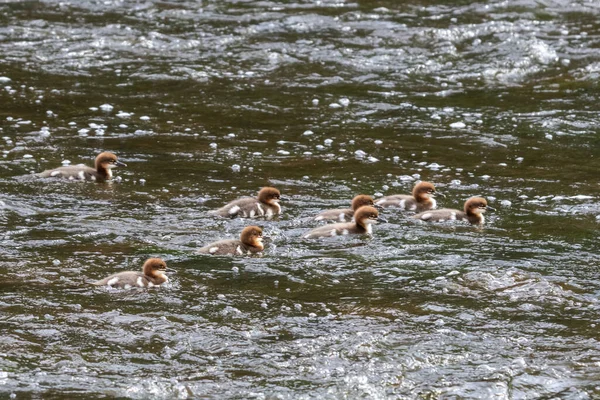 Kaczątka Merganserów Pływające Morzu Naturze — Zdjęcie stockowe