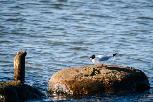 Photo Black Headed Gull Has Just Caught Fish Bird Holds — Stock Photo, Image