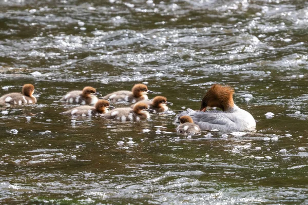 Una Famiglia Merganizzatori Una Madre Anatroccoli Allo Stato Brado Primo — Foto Stock