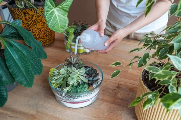 Unrecognized Woman Waters Florarium Taking Care Home Garden — Stok Foto