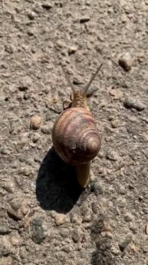 Salyangoz asfaltta yavaşça sürünüyor, ıslak balçık izleri bırakıyor, doğa şehirde.
