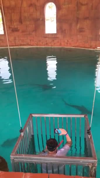Antalya Türkiye 2021 Cesur Adam Akvaryumda Yüzüyor Gerçek Köpekbalıklarıyla Kafeste — Stok video