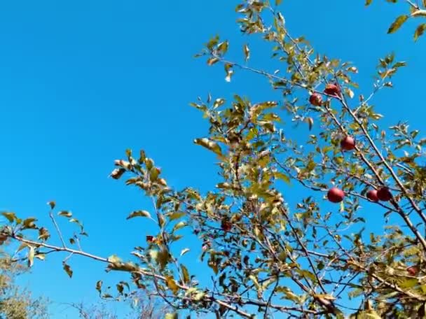 Φύση Φόντο Της Μικροσκοπικής Μηλιάς Κλαδιά Κόκκινα Φρούτα Και Μπλε — Αρχείο Βίντεο