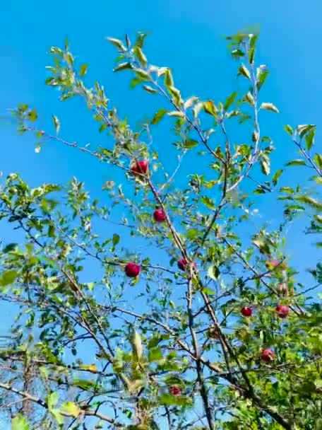 Tło Natury Gałęziami Jabłoni Czerwonymi Frytkami Wiatrem Tle Nieba — Wideo stockowe