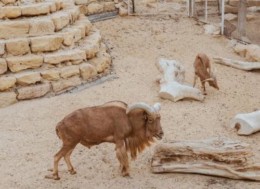 Hayvanat bahçesi dağ hayvanları boynuzları ve tahta kütükleri olan keçiler