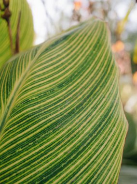 Doğa parkında büyüyen yeşil tropik yapraklar