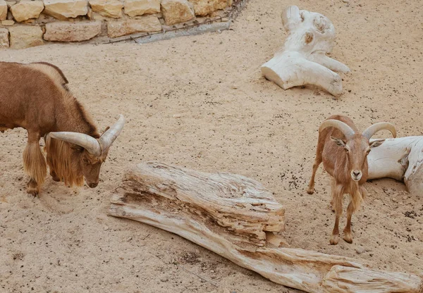 乾燥した木の丸太と動物園の山ヤギ 飼育動物 — ストック写真