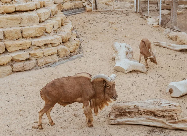 角や丸太を持つ動物園の山の動物ヤギ — ストック写真
