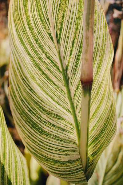 Sunny Tropical Leaves Stem Nature Plant Background — Stock Photo, Image