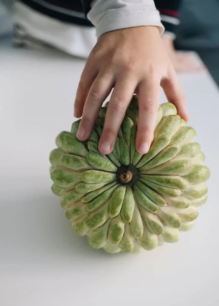 Criança Mão Tocar Inteiro Verde Cherimoya Açúcar Maçã Eshta Fruta — Fotografia de Stock