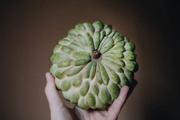 Mão Feminina Segurar Grande Verde Cherimoya Açúcar Maçã Eshta Fruta — Fotografia de Stock