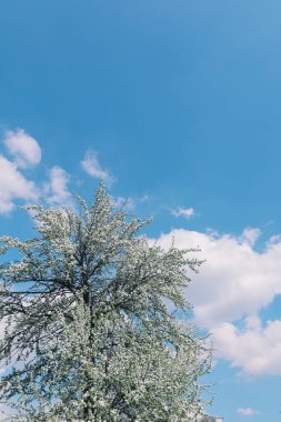 Beyaz çiçekli, bulutlu gökyüzü ve çiçek açan ağaç ile bahar doğa arka planı, metin için yer