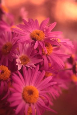 Macro image of pink daisies with blur effect