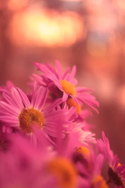Macro Image Pink Daisies Blur Effect — Stockfoto