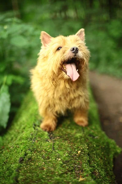 Norwich Terrier Walk Park — Stock Photo, Image