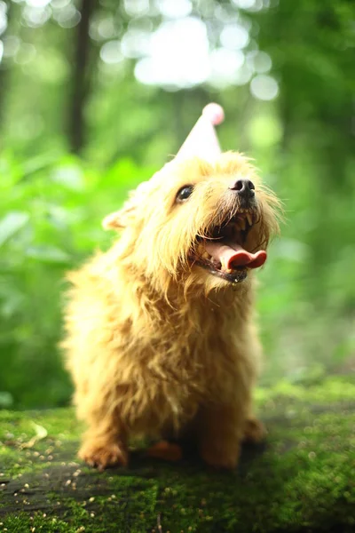 Norwich Terrier Walk Park — Stock fotografie