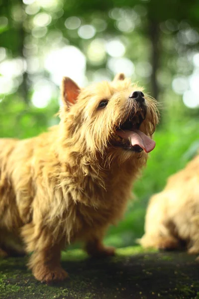 Norwich Terrier Dog Walk — Stock fotografie