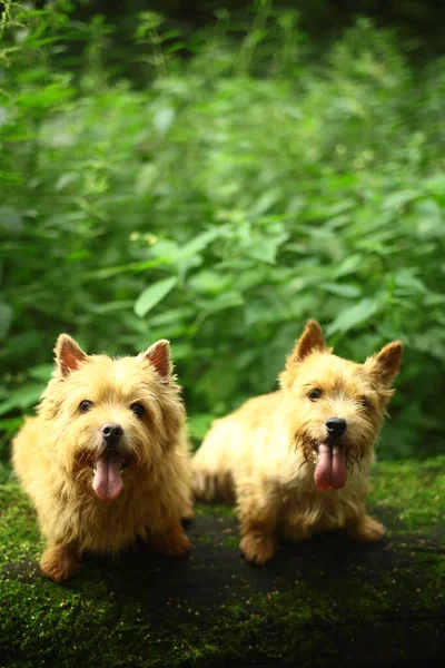 Norwich Terrier Dog Walk — стокове фото