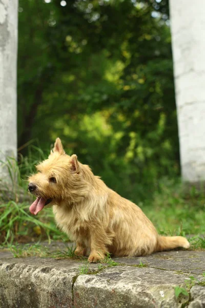 Norwich Terrier Dog Walk — Stock Photo, Image