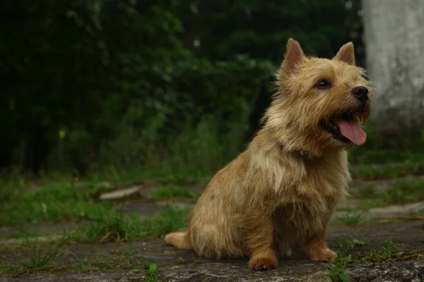 Norwich Terrier Dog Walk — Stock fotografie