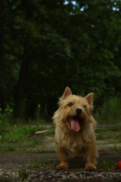 Norwich Terrier Dog Walk — стоковое фото