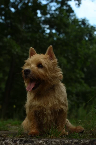 Norwich Terrier Dog Walk - Stock-foto