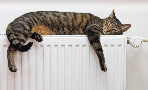 Gato relaxante no radiador — Fotografia de Stock