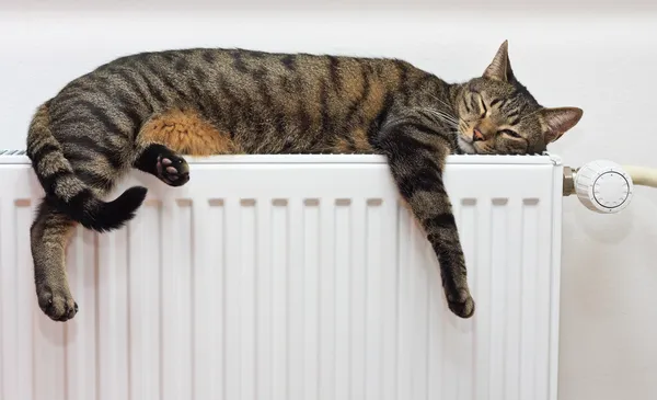 Kat ontspannen op radiator Stockfoto