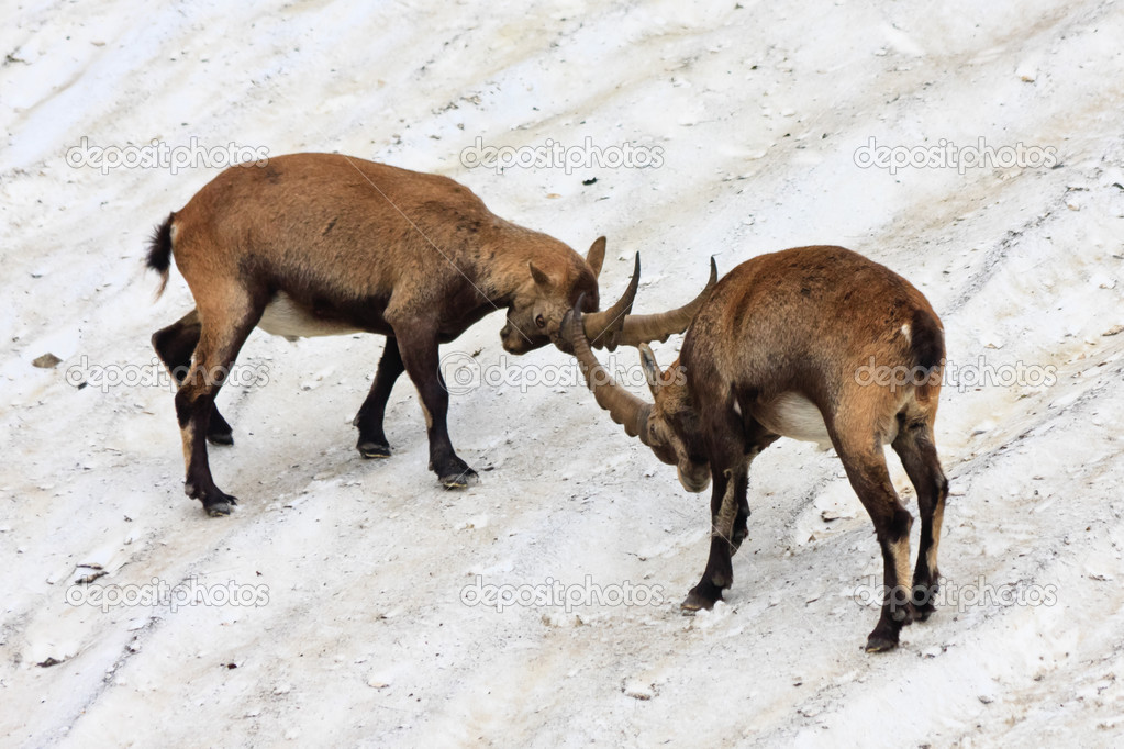 Two young alpine ibexes fighting
