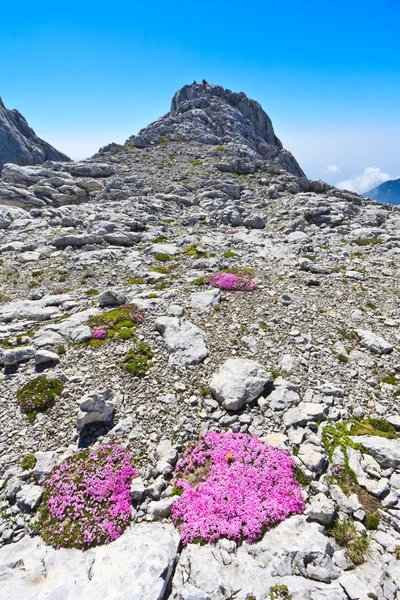 Heather flower pads on the mountain top — Stock Photo, Image