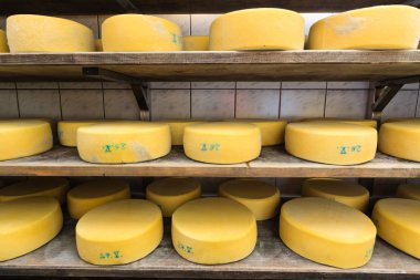 raflarda olgunlaşması peynir